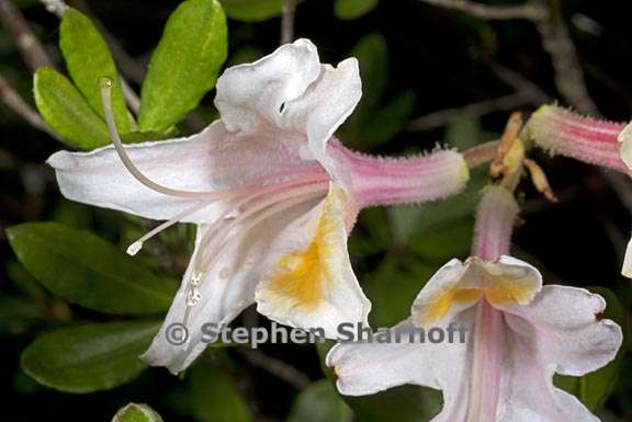 rhododendron occidentale 4 graphic